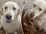 Golden Retriever apologizes to his brother for stealing a treat by giving him a HUGE hug