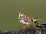 Britain’s vast road network puts pipits and lapwings&nbsp;at risk