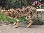 Wildlife expert warns rural UK is home to 250 black leopards and 250 pumas