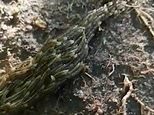 Hundreds of bugs form a slithering ‘snake’ to scare off predators in skin-crawling close-up footage