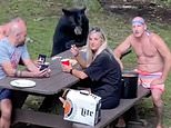 Black bear casually joins a Maryland family forest picnic