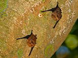 Mother bats engage in high-pitched ‘baby talk’ with offspring