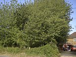 Conservative MP in furious dispute with neighbours over trees
