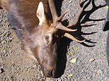 Archery hunter is gored to death by an enraged ELK
