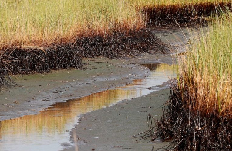 $205M in BP spill money for Louisiana coastal restoration