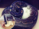 Ball python at St. Louis zoo lays eggs, but experts say she has not been near a male in 15 YEARS 