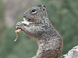 No more acorns! Hungry squirrel chows down on a LIZARD in stomach-churning images