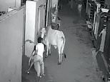 Grandson is trampled by bull as he tries to rescue his grandmother