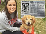 Obituary for golden retriever named Charlie goes viral