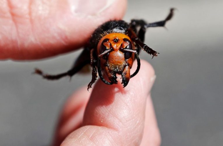 Signs of Asian giant hornet nest found in Washington state