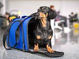 Taking pets to Europe after Brexit becomes easier after EU drops three month rule