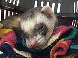 Bandit the pet ferret survives being put through full 100-minute washing machine cycle