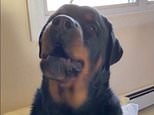 Clever dog! Hilarious moment Ozzy the Rottweiler shows baby ‘sister’ how to say ‘Mama’