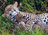 Let’s paws for some cub cuddles! Mother leopard looks contented as she gives her baby a hug