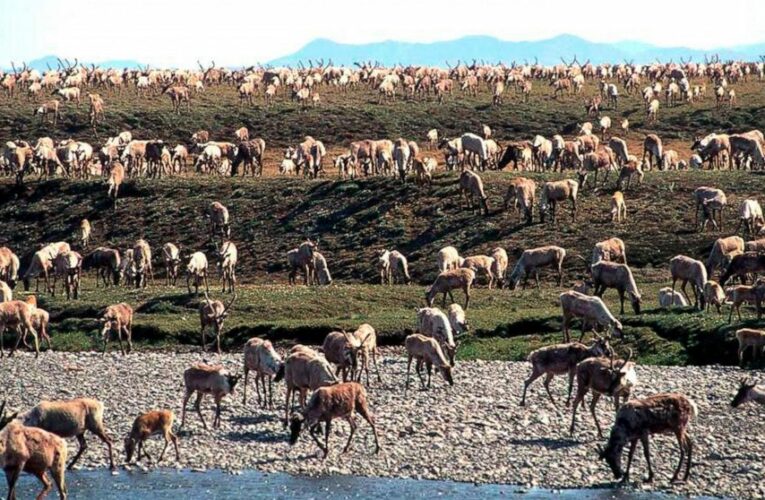 US holds first oil lease sale for Alaska’s Arctic refuge