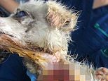 Dog rescued from Chinese meat market after butcher had already cut her throat