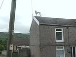 VIDEO: Lurcher walks on a roof in Aberdare, South Wales