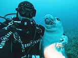 Kostis the seal playfully swims with diver in poignant last footage just days before his murder