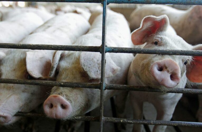 New US rules to protect animal farmers expected this week