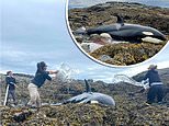Orca stranded on rocks of the Alaskan coast is saved by Good Samaritans