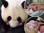 Giant panda at French zoo gives birth to twins that ‘are very lively, pink and plump’&nbsp;