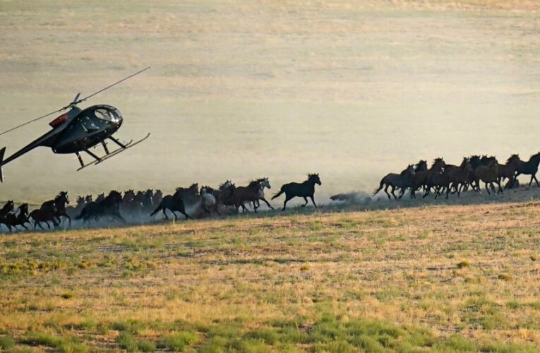 Wild horse roundups ramping up as drought grips the US West