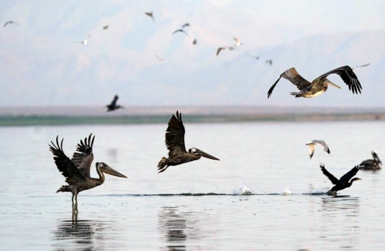 US to resume enforcement of unlawful bird deaths by industry