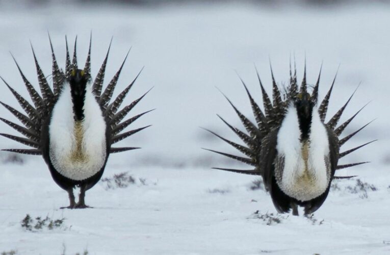 Biden mulls reversing Trump rules on western grouse species