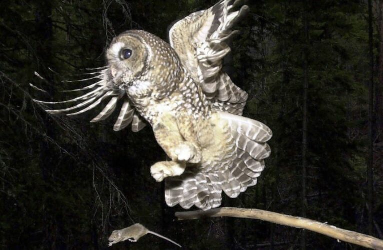 AP EXCLUSIVE: Trump owl habitat cuts used ‘faulty’ science