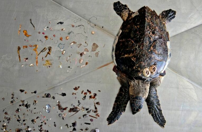 Plastic pollution in oceans on track to rise for decades