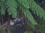 Wentworth Falls: Man and boy killed and two critical after landslide in Sydney’s Blue Mountains
