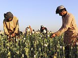 Taliban rulers of Afghanistan say anyone caught growing poppy crop will be subjected to Sharia law