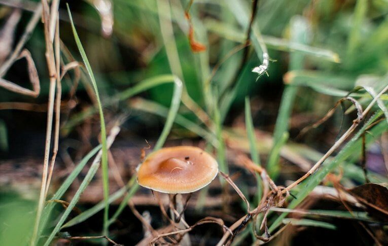 Australia officially recognises psilocybin and MDMA as medicines for use in treating depression and PTSD