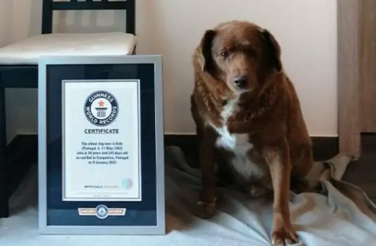 30-year-old Bobi breaks record for world’s oldest dog ever